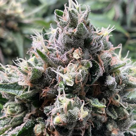 Cherry limeade Doja in living soil