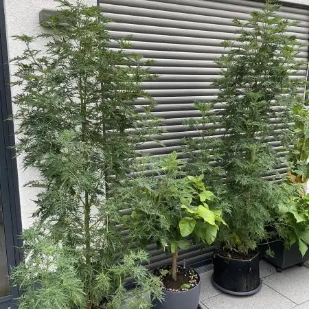Mentha de Croco Fern-Type - TerpyZ