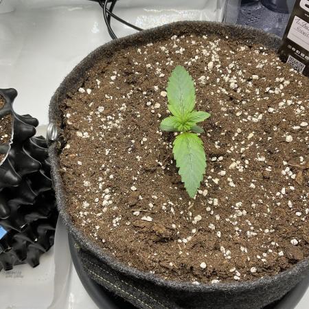 Strawberry Gorilla indoor FastBuds