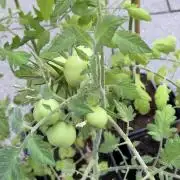 Tomatoes Sunviva / Primabella Outdoor