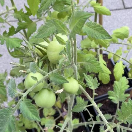 Tomatoes Sunviva / Primabella Outdoor