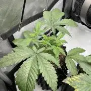 Blueberry pancakes indoor HSC