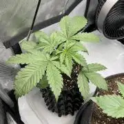 Blueberry pancakes indoor HSC