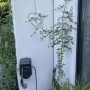Tomatoes Sunviva / Primabella Outdoor