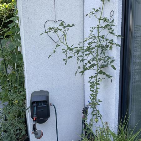 Tomatoes Sunviva / Primabella Outdoor