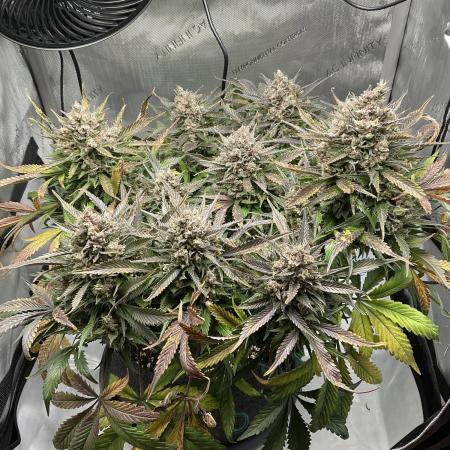 Strawberry Gorilla indoor FastBuds