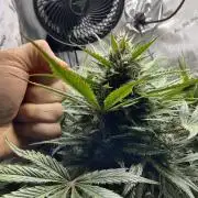 Strawberry Gorilla indoor FastBuds