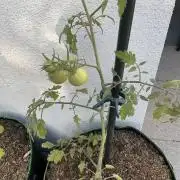 Tomatoes Sunviva / Primabella Outdoor
