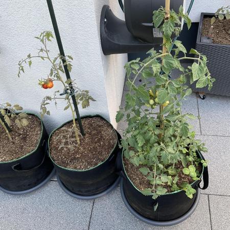 Tomatoes Sunviva / Primabella Outdoor