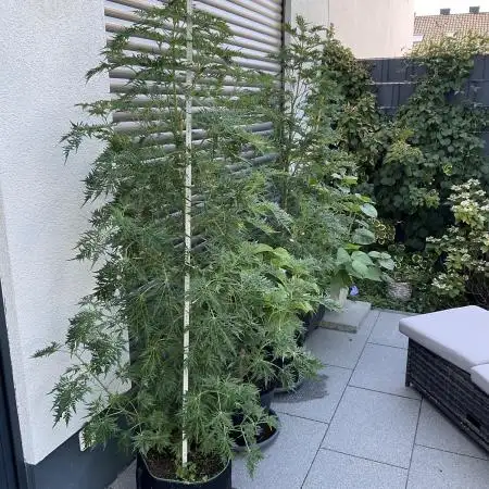 Mentha de Croco Fern-Type - TerpyZ
