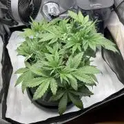 Strawberry Gorilla indoor FastBuds