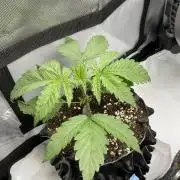 Blueberry pancakes indoor HSC