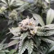 Blueberry pancakes indoor HSC