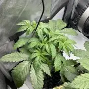 Blueberry pancakes indoor HSC