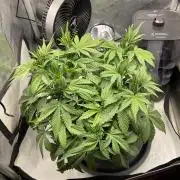 Strawberry Gorilla indoor FastBuds