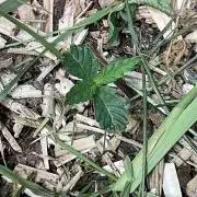 Cherry limeade Doja in living soil