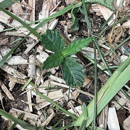 Cherry limeade Doja in living soil