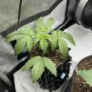 Blueberry pancakes indoor HSC