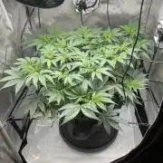 Blueberry pancakes indoor HSC