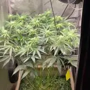 Cherry limeade Doja in living soil