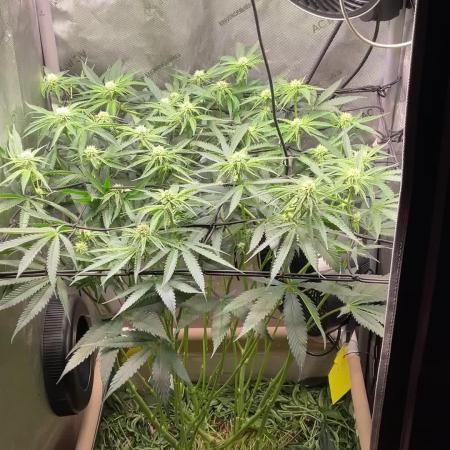 Cherry limeade Doja in living soil