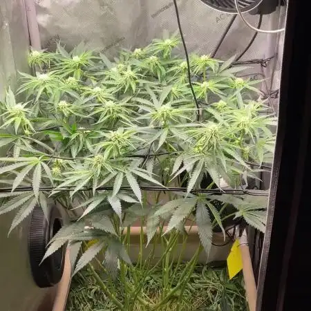 Cherry limeade Doja in living soil