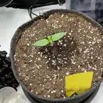 Strawberry Gorilla indoor FastBuds