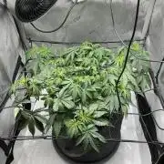 Blueberry pancakes indoor HSC