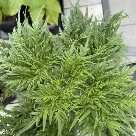 Mentha de Croco Fern-Type - TerpyZ