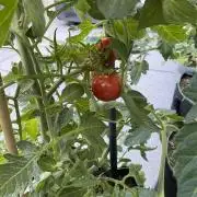 Tomatoes Sunviva / Primabella Outdoor
