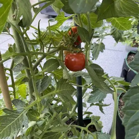 Tomatoes Sunviva / Primabella Outdoor