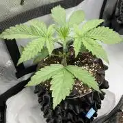 Blueberry pancakes indoor HSC