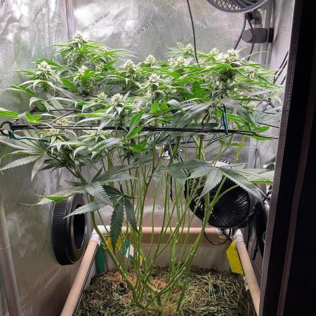 Cherry limeade Doja in living soil