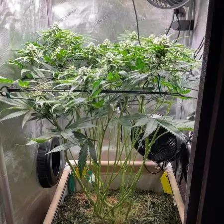 Cherry limeade Doja in living soil