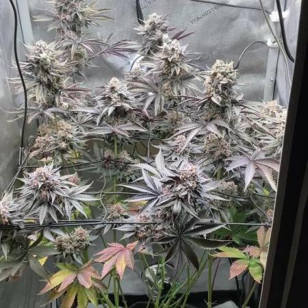 Blueberry pancakes indoor HSC