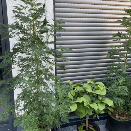 Mentha de Croco Fern-Type - TerpyZ