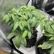 Blueberry pancakes indoor HSC