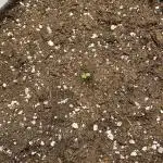 Strawberry Gorilla indoor FastBuds