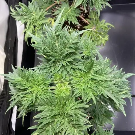 Mentha de Croco Fern-Type - TerpyZ