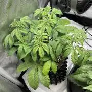 Blueberry pancakes indoor HSC