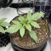 Strawberry Gorilla indoor FastBuds