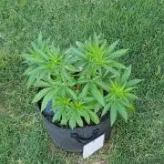 Gorilla haze