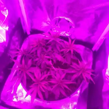 Royal Gorilla RQS OLIVIER #1