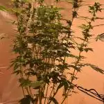 Herbie seeds