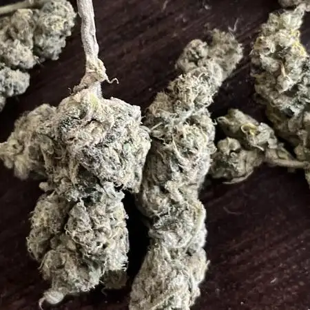 Herbie seeds