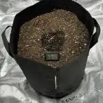 Afghan Kush Ryder Auto