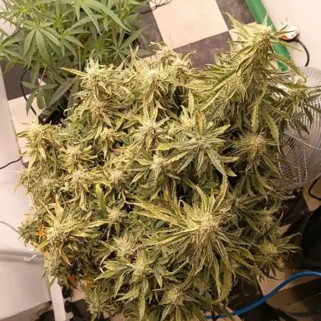 First Auto Grow (Blimburn auto seeds)