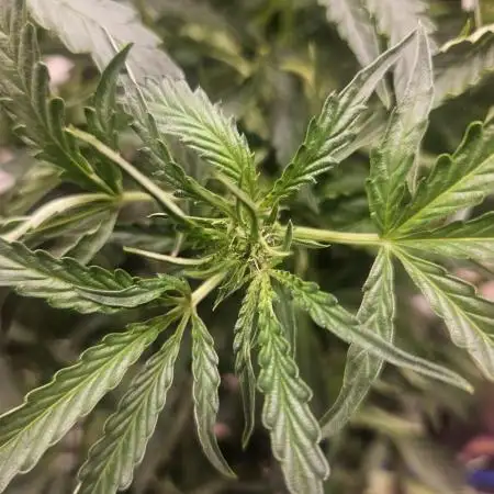 First Auto Grow (Blimburn auto seeds)