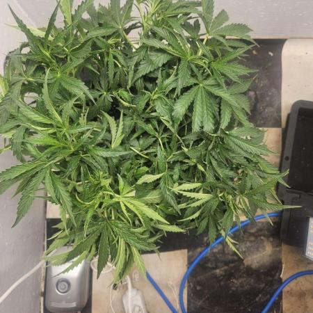 First Auto Grow (Blimburn auto seeds)