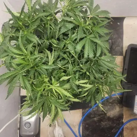 First Auto Grow (Blimburn auto seeds)